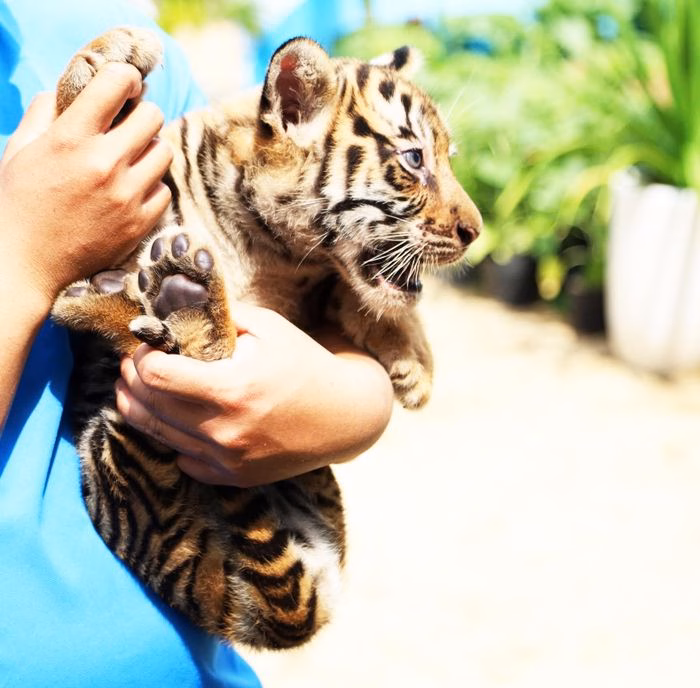 Chú hổ con Bengal mới 20 ngày tuổi trọng lượng 4-5kg, rất khỏe mạnh