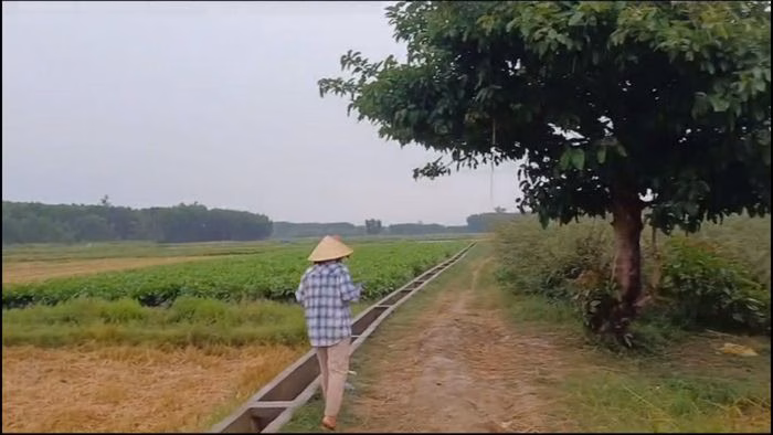 Khu vực bóng cây lớn ở đồng Rộc Đình, thôn Liên Trì, nơi xảy ra vụ sét đánh khiến ông Thống tử vong.
