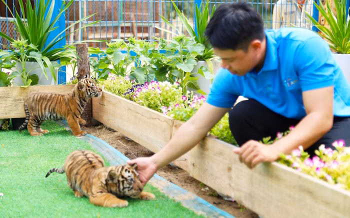 Hổ con Bengal đáng yêu