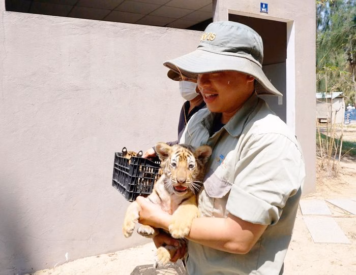 Hổ con Bengal sưởi nắng