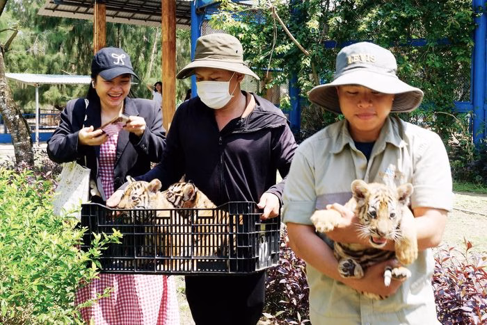 Các nhân viên tại vườn thú đưa 3 chú hổ con Bengal mới sinh hạ 20 ngày tuổi ra tắm nắng