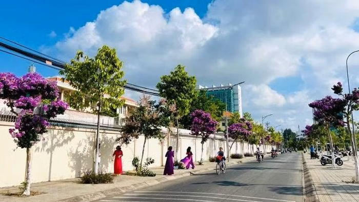 Cảnh sắc tím mộng mơ của bằng lăng Vĩnh Long