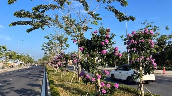 Mùa hoa bằng lăng nở rộ tạo nên khung cảnh thơ mộng tại tuyến đại lộ Đông Tây (phường Phú Khương, tỉnh Vĩnh Long).