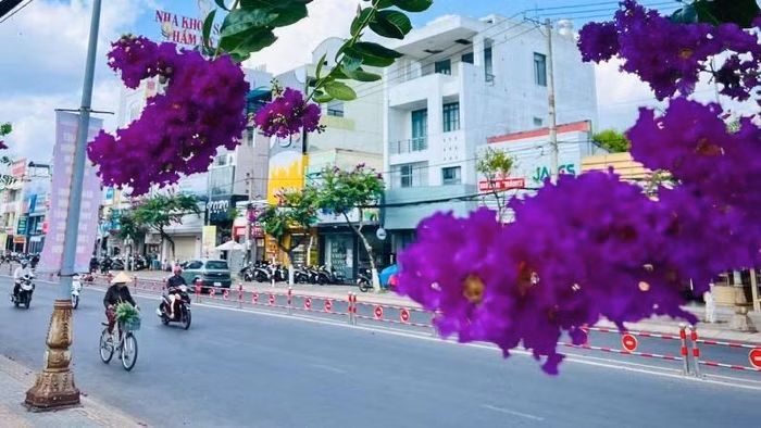 Vẻ đẹp dịu dàng của hoa bằng lăng bên đại lộ Đồng Khởi (phường Phú Khương, tỉnh Vĩnh Long).