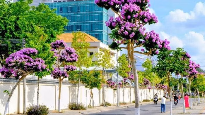 Tuyến đường 30 tháng 4 (phường An Hội) trở thành tọa độ check-in lý tưởng khi hoa bằng lăng nở rộ.